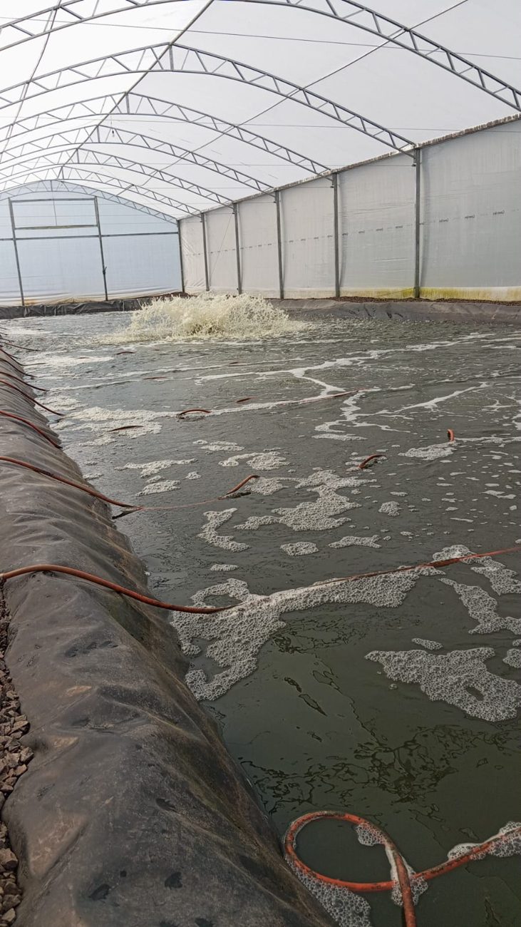 Tanque 01 dentro da estufa, com mangueiras porosas espalhadas e o aerador chafariz ao fundo
